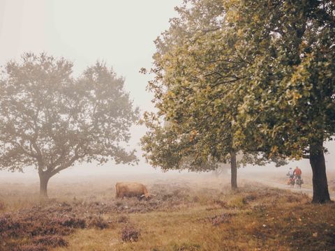Landgoed Het Grote Zand - Mitte-Drenthe - Image N°19