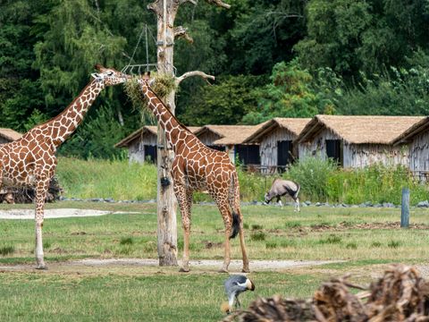 Serengeti Park - Niedersachsen - Image N°5