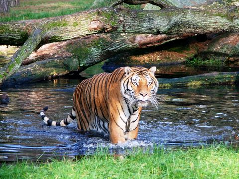 Serengeti Park - Niedersachsen - Image N°11
