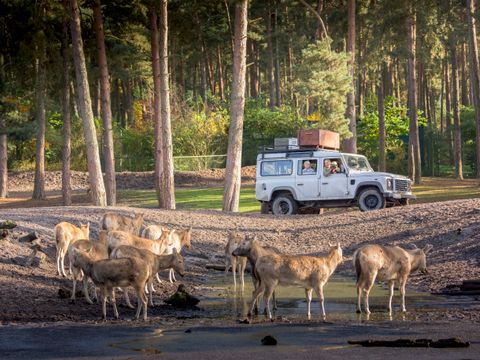Serengeti Park - Niedersachsen - Image N°8