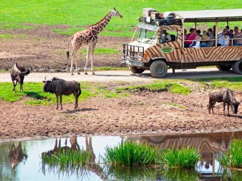 Serengeti Park - Niedersachsen - Image N°9