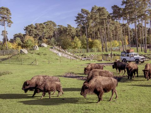 Serengeti Park - Niedersachsen - Image N°13