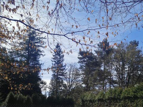Camping Les Sapins de Corrèze - Corrèze