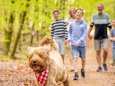 Ardennen Camping Bertrix - Belgisches Luxemburg - Image N°3