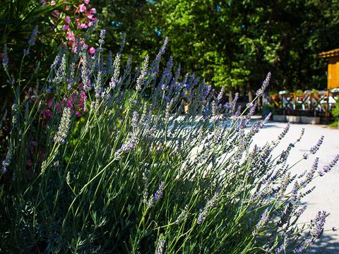 Camping Le Bois Des Ecureuils - Camping Gard - Image N°4