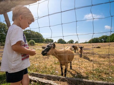 Camping Les Brillas - Loire-Atlantique
