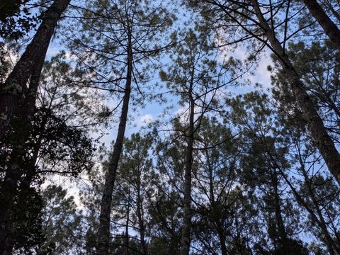 Camping Landae - Landes
