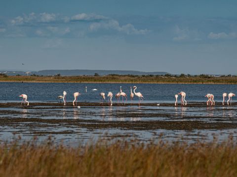 Camping Les Bois Flottés - Camping Bouches-du-Rhône - Image N°2
