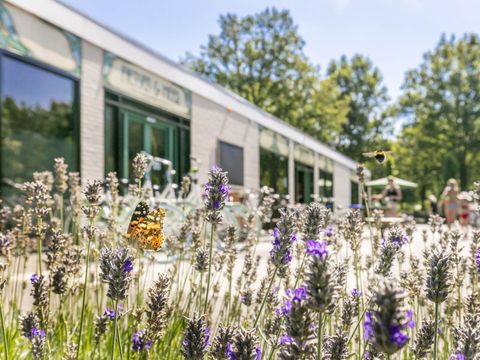Vakantiepark de Bergen - Sint Anthonis - Image N°33