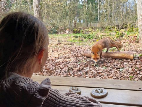 Center Parcs Le Bois aux Daims - Vienne - Image N°3