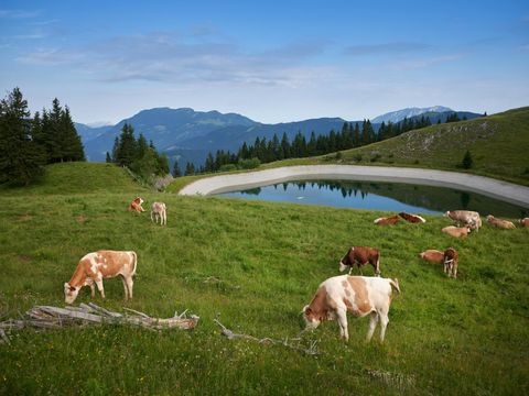 Forest Camping Mozirje - Slowenien