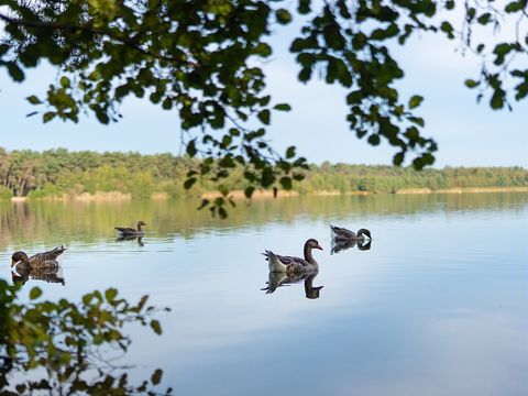 Sunparks Kempense Meren - Antwerpen - Image N°51