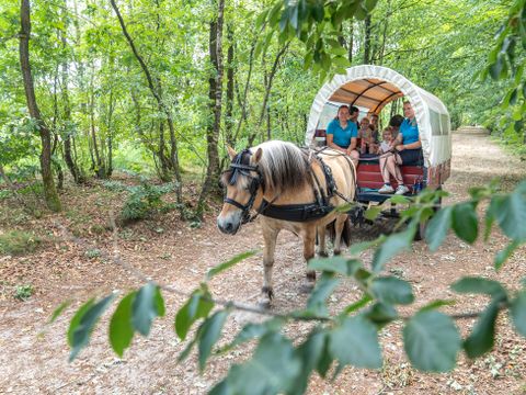 Landal Het Land van Bartje - Borger-Odoorn - Image N°5