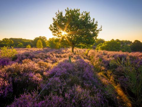 Landal Landgoed De Hellendoornse Berg - Camping Hellendoorn - Image N°0