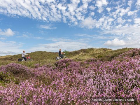 Vakantiepark De Krim Texel - Texel - Image N°33