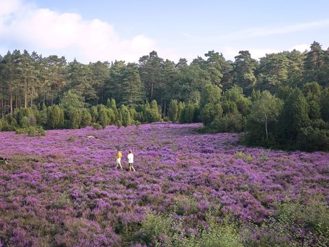 Center Parcs Bispinger Heide - Niedersachsen
