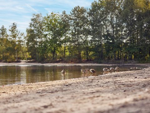 Center Parcs De Kempervennen - Bergeijk - Image N°42