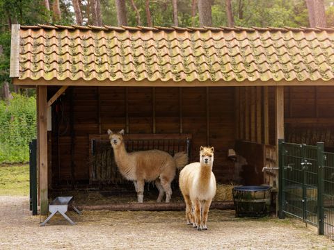 Center Parcs De Kempervennen - Bergeijk - Image N°3