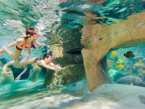Center Parcs De Vossemeren - Camping Belgisches Limburg - Image N°4