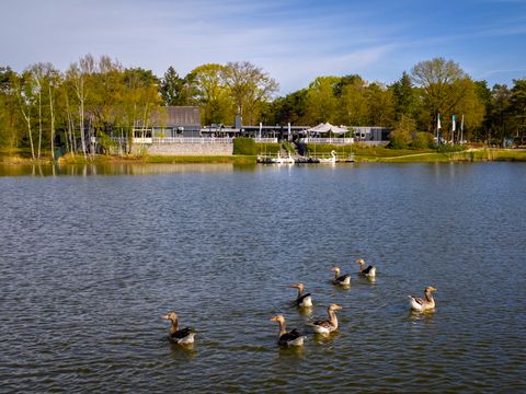 Landal Bospark 't Wolfsven - Geldrop Mierlo - Image N°5