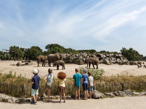 Vakantiepark Dierenbos - Meierijstad - Image N°3