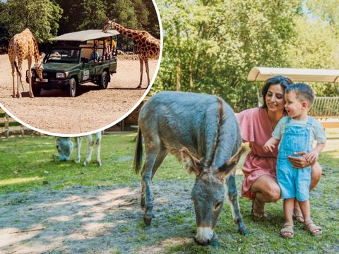 Vakantiepark Dierenbos - Camping Meierijstad - Image N°0