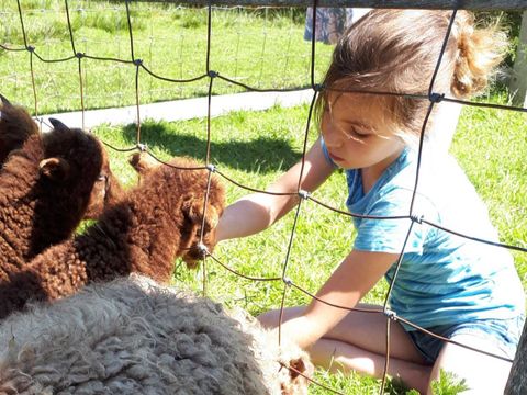 Molecaten Park Wijde Blick - Renesse - Image N°2