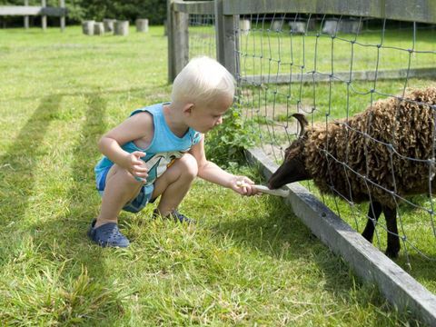 Molecaten Park Wijde Blick - Renesse - Image N°5