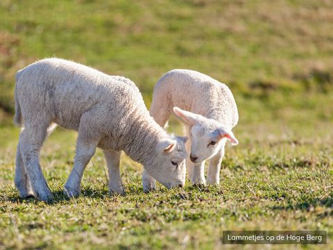 Texelcamping Loodsmansduin - Texel - Image N°19