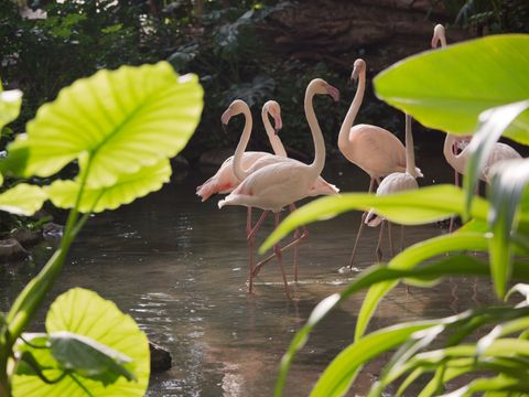 Tropical Islands Resort - Brandenburg - Image N°12