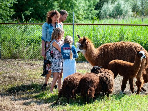 Recreatiecentrum de Vogel - Hulst
