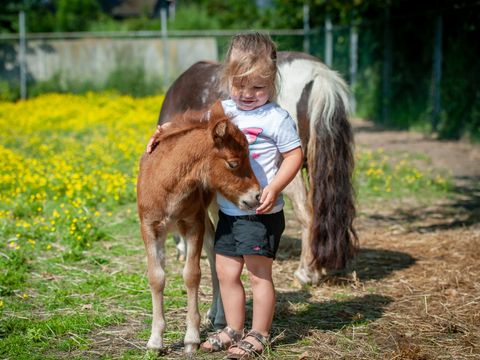 Recreatiecentrum de Vogel - Hulst