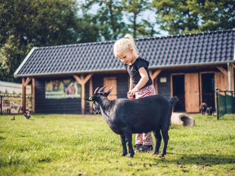 Vakantiepark Ackersate - Camping Barneveld - Image N°4