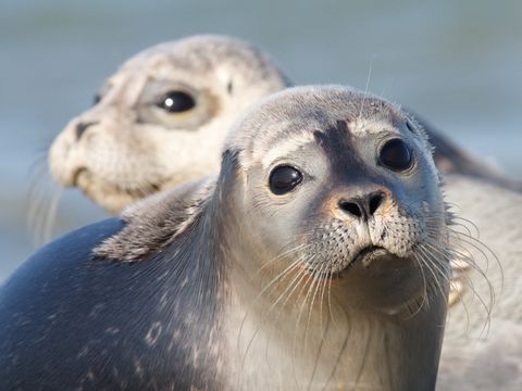 Landal Noordzee Résidence Dishoek - Veere