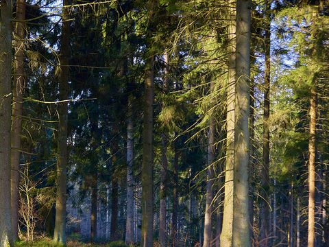 Center Parcs Les Ardennes - Belgisches Luxemburg - Image N°5