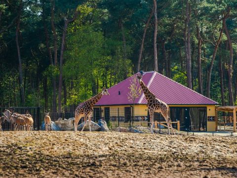 Safari Resort Beekse Bergen - Hilvarenbeek - Image N°0