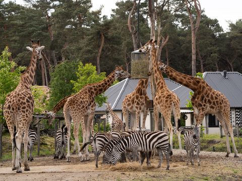 Safari Resort Beekse Bergen - Hilvarenbeek - Image N°5