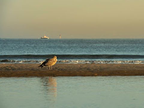 Verblijfpark Beachside - Westflandern - Image N°37