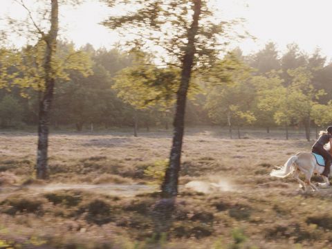 Summio Vakantiepark Schaijk - Landerd - Image N°29