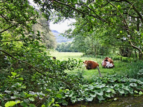 Sonnenhof Willingen - Hessen - Image N°2