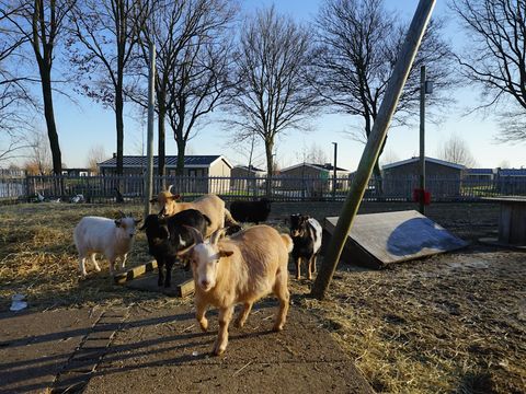 EuroParcs De IJssel Eilanden - Kampen - Image N°17