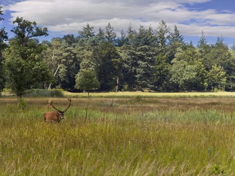 Recreatiepark Rhederlaagse Meren - Zevenaar - Image N°29