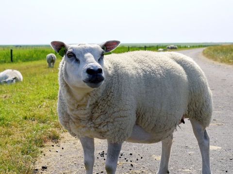 Landal Ameland - Ameland - Image N°21
