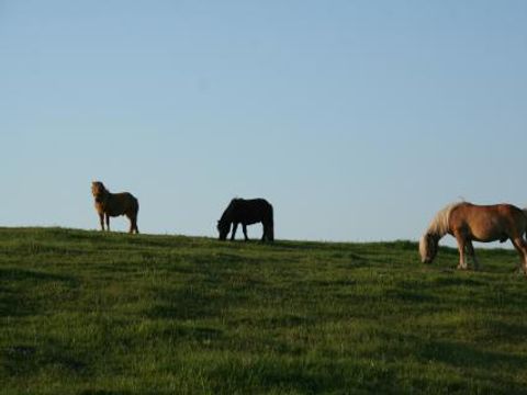 Ferienhof Brockzetel - Niedersachsen - Image N°2