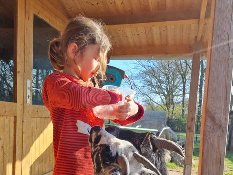 Ferienhof Brockzetel - Niedersachsen - Image N°4