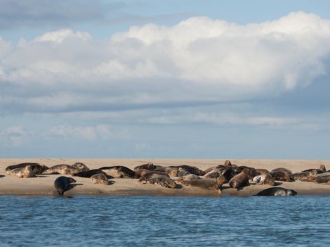 Landal Kaap West - Terschelling - Image N°0