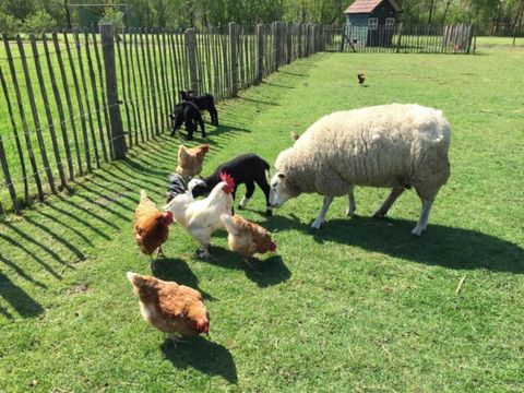 Vodatent Camping de Peelweide  - Venlo - Image N°3