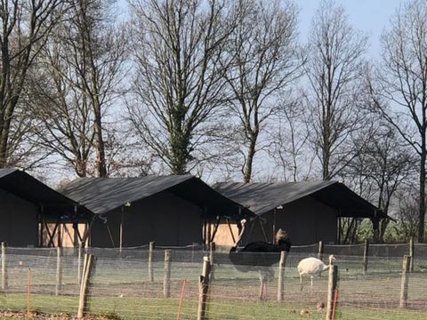 Vodatent Camping de Waterbuffelfarm  - Steenwijkerland - Image N°0
