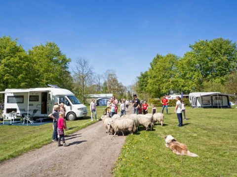 Vodatent Landgoedcamping Nienoord - Westerkwartier - Image N°0