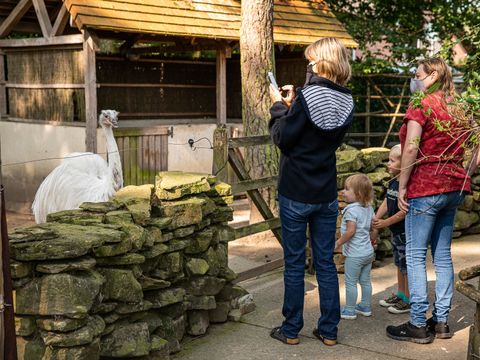 Familiepark Goolderheide - Camping Belgisches Limburg - Image N°5